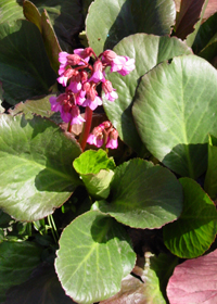 Bergenia 'Bressingham Ruby' Bergenia 'Bressingham Ruby'